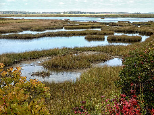 Plum Island Marshes in Autumn 2 by NANCY DE FLON Plum Island Marshes in Autumn 2 by NANCY DE FLON