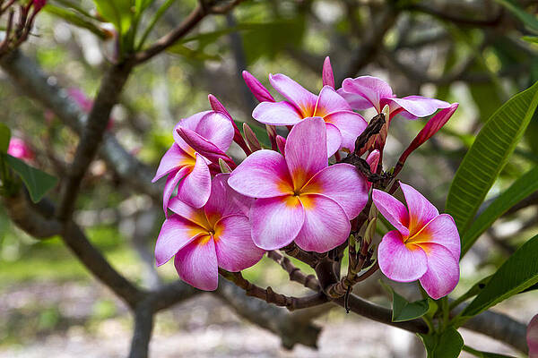 Plumeria flowers on Oahu Hawaii by Jianghui Zhang