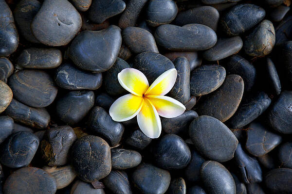 Plumeria Pebbles by Sean Davey Plumeria Pebbles by Sean Davey