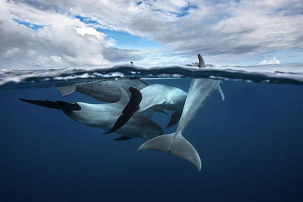 Wall Art - Photograph - Pod Of Dolphin At The Surface by Barathieu Gabriel