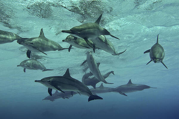 Wall Art - Photograph - Pod Of Wild Spinner Dolphins by Peter J Bardsley