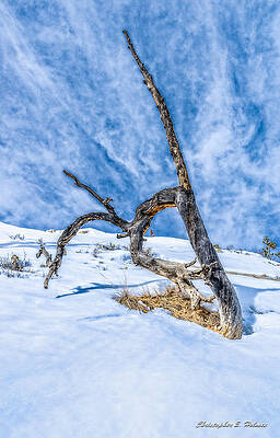 Wall Art - Photograph - Pointing Beyond by Christopher Holmes