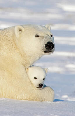 Wall Art - Photograph - Polar Bear and 12 Week Old Cub by Matthias Breiter