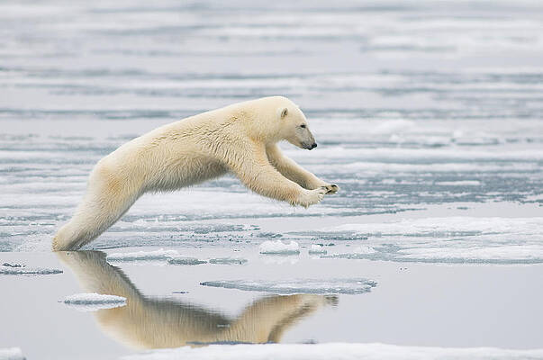 Wall Art - Photograph - Polar Bear Sow Leaps Across The Ice by Steven Kazlowski