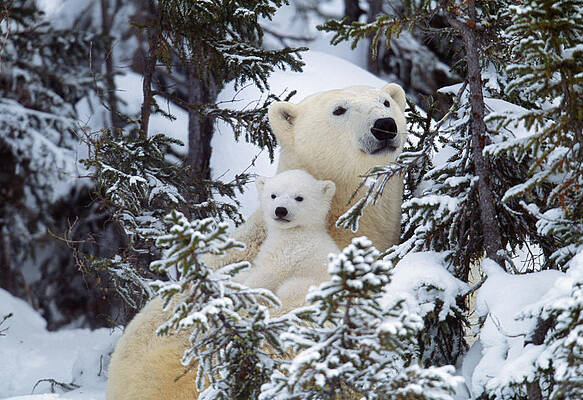 Wall Art - Photograph - Polar Bear With Cub by M. Watson
