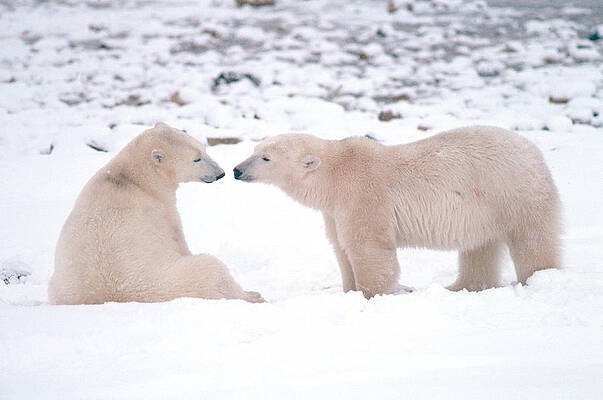 Wall Art - Photograph - Polar Bears Introducing Themselves by Dan Guravich