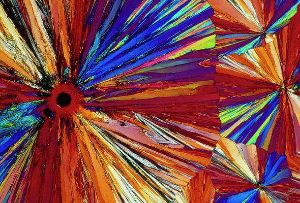 Wall Art - Photograph - Polarised Lm Of Crystals Of Asprin by Sinclair Stammers.