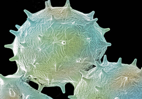 Wall Art - Photograph - Pollen Of Hibiscus Schizopetalus. Sem by Science Photo Library