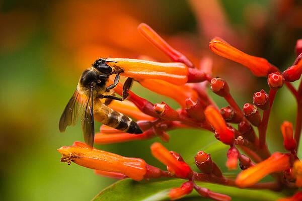 Wall Art - Photograph - Pollination by SAURAVphoto Online Store