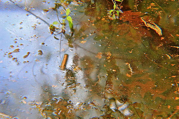 Pond by Felix Zapata Pond by Felix Zapata