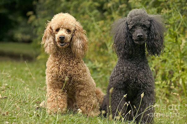 Wall Art - Photograph - Poodle Dogs by Jean-Michel Labat