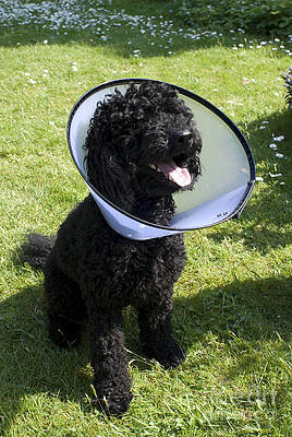 Wall Art - Photograph - Poodle With Protective Wimple by Ardea