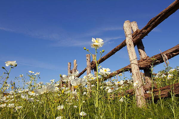 Poppies and fence 2AM-110209 by Andrew McInnes Poppies and fence 2AM-110209 by Andrew McInnes