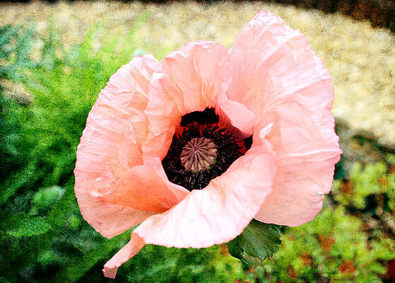 Poppy 2 by Helene U Taylor Poppy 2 by Helene U Taylor