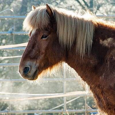 Wall Art - Photograph - Portrait of a brown horse by Matthias Hauser