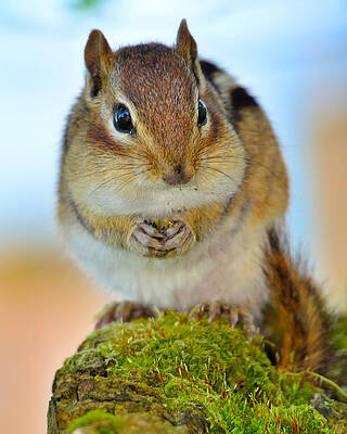 Portrait of a Chipmunk by Dylan Lees Portrait of a Chipmunk by Dylan Lees