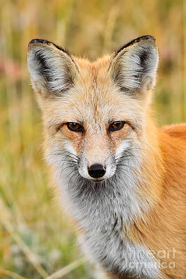 Wall Art - Photograph - Portrait of a Fox by Bill Singleton