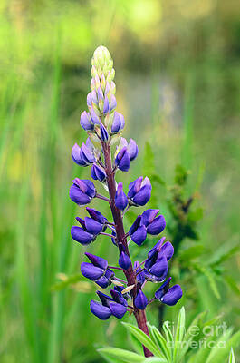 Wall Art - Photograph - Portrait of a Lupine by Tamara Becker