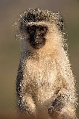Wall Art - Photograph - Portrait Of A Vervet Monkey by Science Photo Library