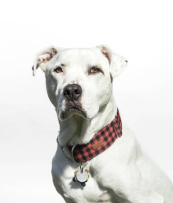 Wall Art - Photograph - Portrait Of A White American Bulldog by Amandafoundation.org