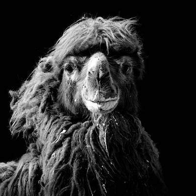 Wall Art - Photograph - Portrait of Camel in black and white by Lukas Holas