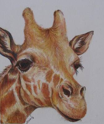 Portrait of Giraffe by Sharon Sorrels Portrait of Giraffe by Sharon Sorrels