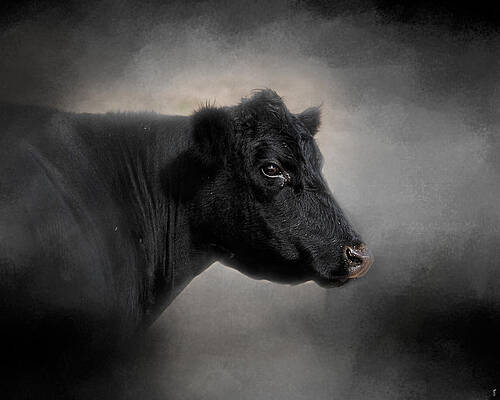 Portrait of the Black Angus by Jai Johnson Portrait of the Black Angus by Jai Johnson