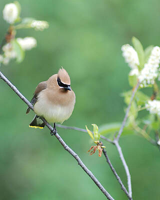 Possing Cedar Waxwing by Jan Piet Possing Cedar Waxwing by Jan Piet