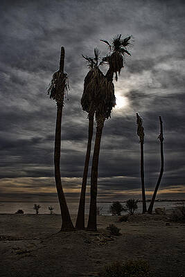 Postcard from the Apocalypse by Mike Trueblood
