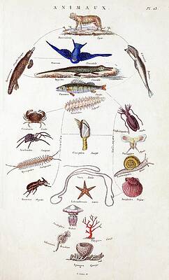Wall Art - Photograph - Pre-darwinian Taxonomy Confusion by Science Photo Library