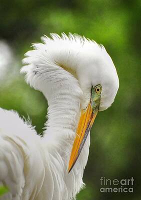 Wall Art - Photograph - Pretty Boy by Kathy Baccari