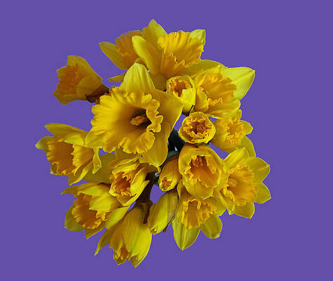 Pretty daffodils by Christopher Rowlands Pretty daffodils by Christopher Rowlands