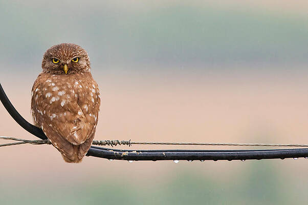 Wall Art - Photograph - Pretty Little Angry Man by Volkan Donbaloglu