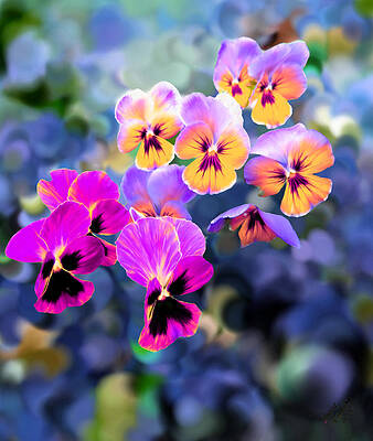 Pretty Pansies 3 by Bruce Nutting Pretty Pansies 3 by Bruce Nutting