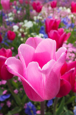 Wall Art - Photograph - Pretty pink tulip and field with flowers and tulips by Matthias Hauser
