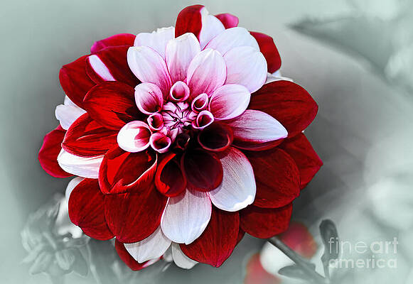 Wall Art - Photograph - Pretty Red White Variegated Dahlia by Kaye Menner by Kaye Menner