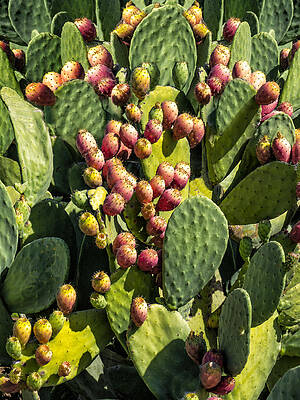 Wall Art - Photograph - Prickly Pear Cactus Number Three by Bob Coates