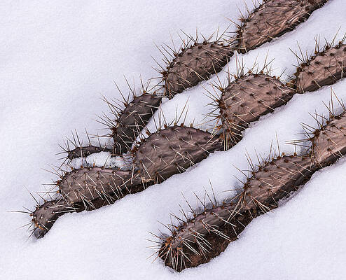 Wall Art - Photograph - Prickly Pear On Ice by Deborah Hughes