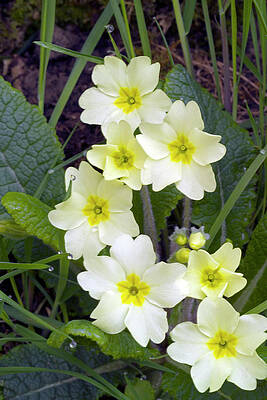 Wall Art - Photograph - Primroses (primula Sp.) by Science Photo Library