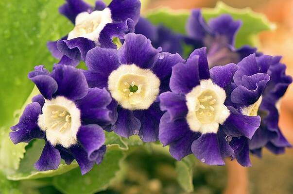 Wall Art - Photograph - Primula Auricula 'old Irish Blue' by Science Photo Library