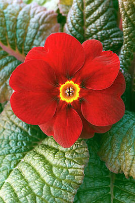 Wall Art - Photograph - Primula Polyanthus 'wanda Series' by Science Photo Library