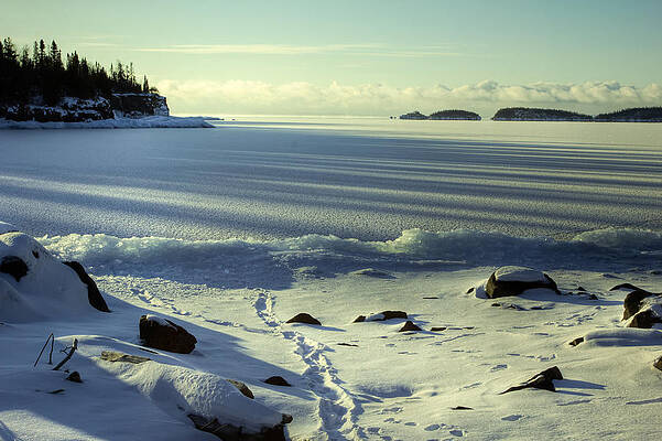 Wall Art - Photograph - Prints in the Snow by Jakub Sisak