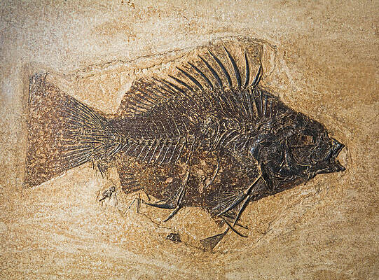 Wall Art - Photograph - Priscacara Fish Fossil by Millard H. Sharp