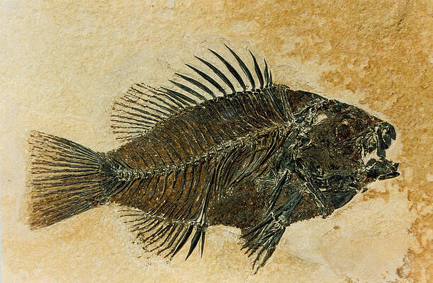 Wall Art - Photograph - Priscacara Fossil, Eocene Sunfish by Science Source