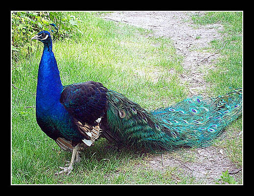 Pristine Peacock by Lora Mercado Pristine Peacock by Lora Mercado