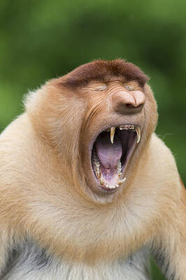 Wall Art - Photograph - Proboscis Monkey Dominant Male Yawning by Suzi Eszterhas