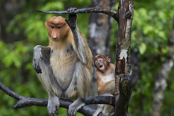 Wall Art - Photograph - Proboscis Monkey Mother And Three Month by Suzi Eszterhas