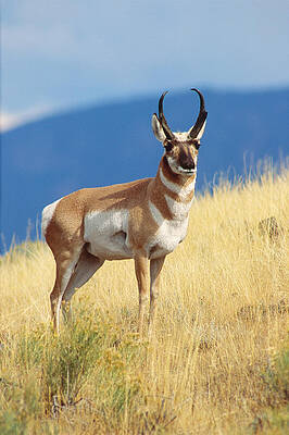 Wall Art - Photograph - Pronghorn Antelope by Craig K. Lorenz