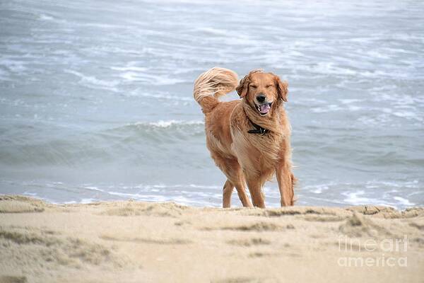 Proof that dogs smile by Sue McGlothlin Proof that dogs smile by Sue McGlothlin