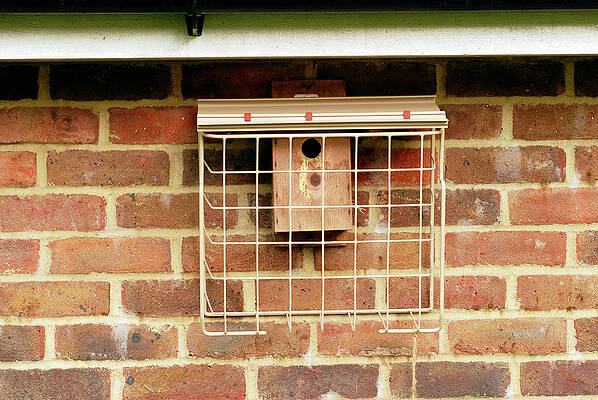 Wall Art - Photograph - Protected Nest Box by Science Photo Library